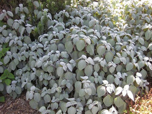 Plectranthus - Silver Spurflower