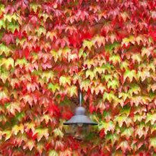 Load image into Gallery viewer, Boston Ivy
