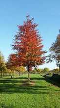 Load image into Gallery viewer, Quercus Palustrus - Pin Oak 25 ltr
