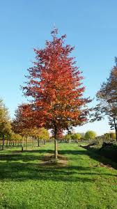 Quercus Palustrus - Pin Oak 25 ltr