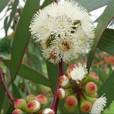 Eucalyptus - Camaldulensis Red River Gum