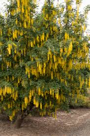 Laburnum Vossii - Golden Chain Tree 25 ltr