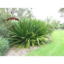 Load image into Gallery viewer, Doryanthes Excelsa - Gymea Lilly
