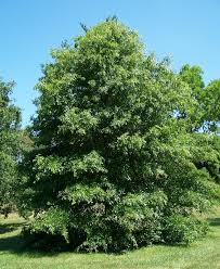 Quercus Palustrus - Pin Oak 25 ltr