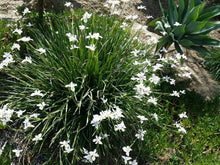 Load image into Gallery viewer, Dietes Iridoides 140mm
