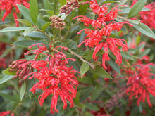 Load image into Gallery viewer, Grevillea - Lady &#39;O&#39; 140mm
