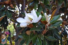 Magnolia - Little Gem 45 ltr