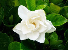 Load image into Gallery viewer, Gardenia - Magnifica 140mm
