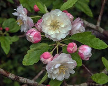 Load image into Gallery viewer, Malus Ioensis Plena - Crabapple 25 ltr
