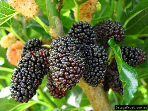 Mulberry - Black