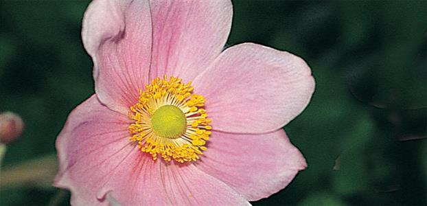 Anemone Wind Flower - Single Pink 140mm
