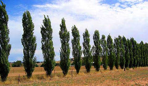 Populus Simonii Fastigata - Common Poplar
