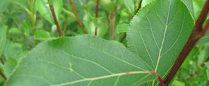 Populus Simonii Fastigata - Common Poplar