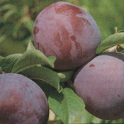 Load image into Gallery viewer, Plum - Dwarf President 25ltr
