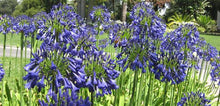 Load image into Gallery viewer, Agapanthus - Purple Cloud 140mm
