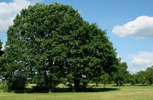 Quercus Coccinea - Scarlet Oak
