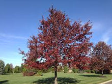 Load image into Gallery viewer, Quercus Coccinea - Scarlet Oak
