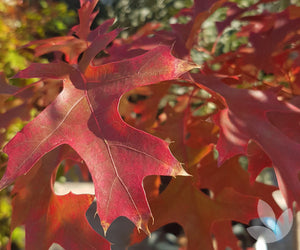 Quercus Coccinea - Scarlet Oak