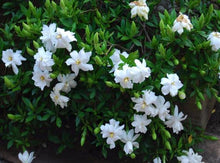 Load image into Gallery viewer, Gardenia - Radicans 140mm
