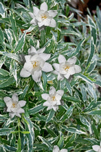 Load image into Gallery viewer, Gardenia - Radicans Varigated 140mm

