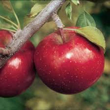 Load image into Gallery viewer, Apple - Super Dwarf Red Fuji
