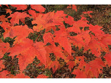 Load image into Gallery viewer, Acer - Rubrum Red Maple 140mm
