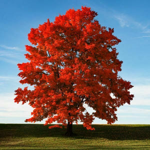 Acer - Rubrum Red Maple 140mm