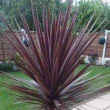 Load image into Gallery viewer, Cordyline - Red Sensation 140mm
