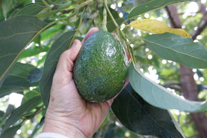Avocado - Reed 25 ltr