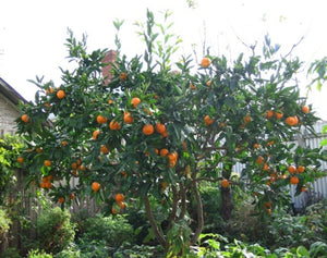 Apricot - Dwarf Storeys