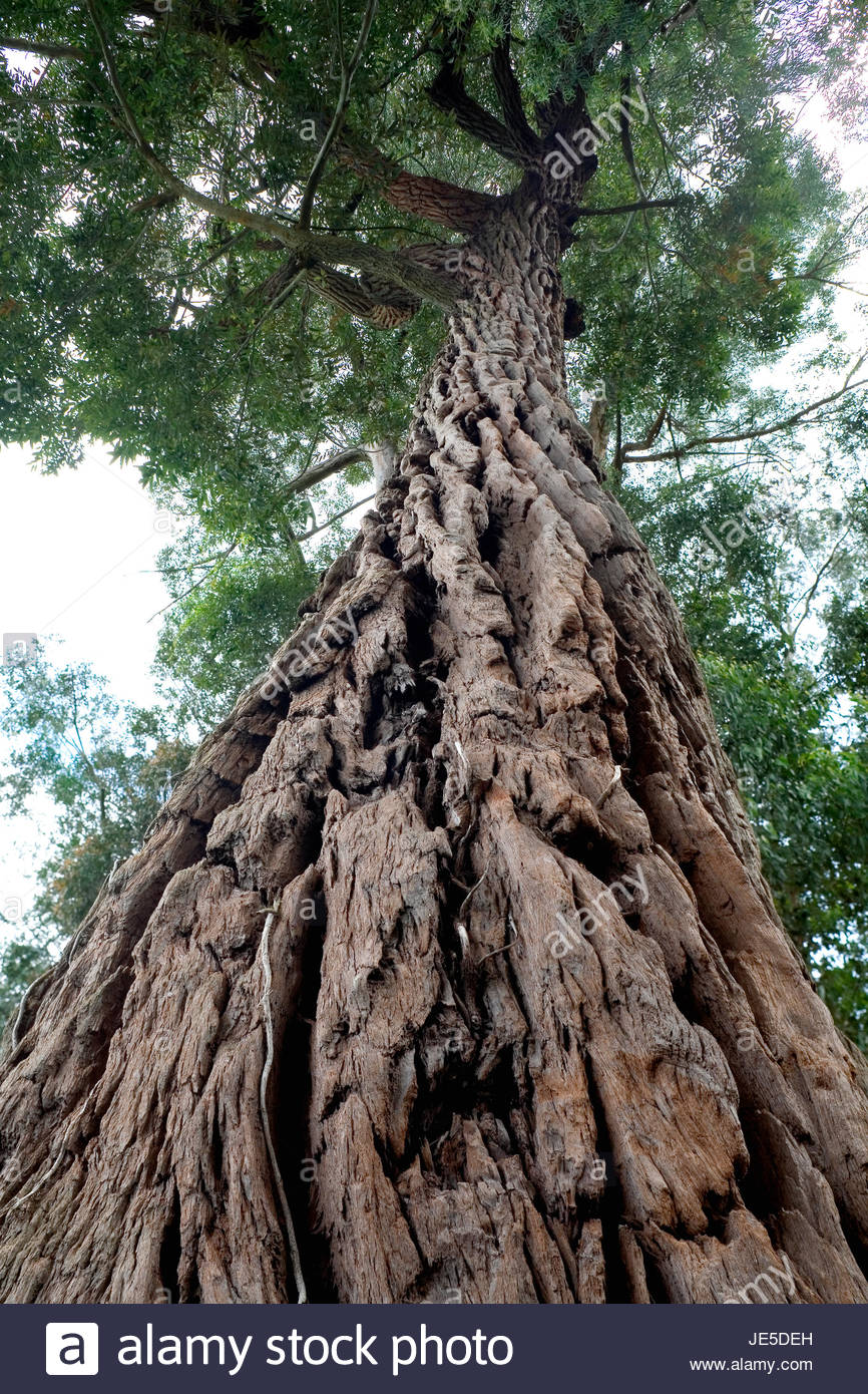 Eucalyptus - Robusta Swamp Mahogany 25 ltr