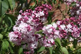 Syringea Sweetheart double pink - Lilac 25 ltr