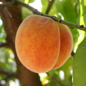Peach - Tasty Zee 25 ltr