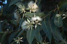 Load image into Gallery viewer, Eucalyptus - Robusta Swamp Mahogany 25 ltr

