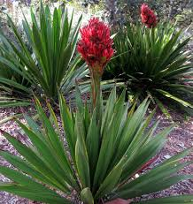 Doryanthes Excelsa - Gymea Lilly