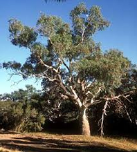Load image into Gallery viewer, Eucalyptus - Camaldulensis Red River Gum
