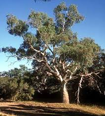 Eucalyptus - Camaldulensis Red River Gum