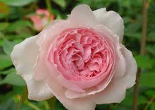 Load image into Gallery viewer, The Wedgwood Rose
