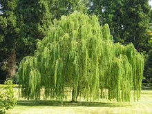 Load image into Gallery viewer, Salix - Weeping Willow 45ltr
