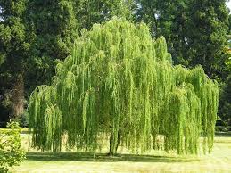 Salix - Weeping Willow 45ltr