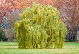Salix - Weeping Willow 45ltr