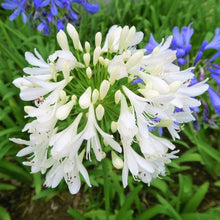 Load image into Gallery viewer, Agapanthus - White 140mm
