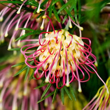 Load image into Gallery viewer, Grevillea - Winpara Gold 140mm
