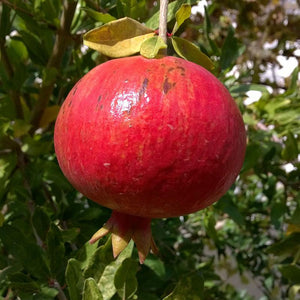 Pomegranate - Wonderful 25 ltr