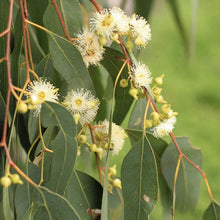 Load image into Gallery viewer, Eucalyptus Melliodora - Yellow Box 140mm
