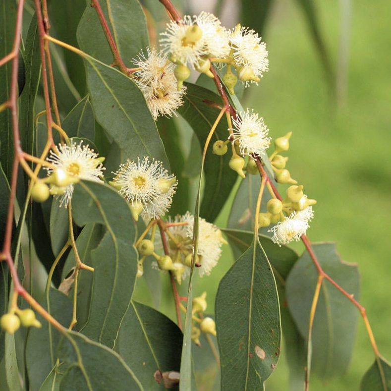 Eucalyptus Melliodora - Yellow Box 140mm